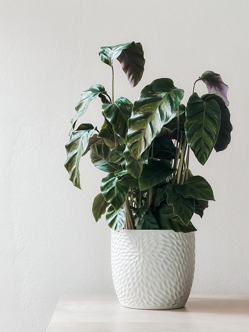 Enchanter's Plants