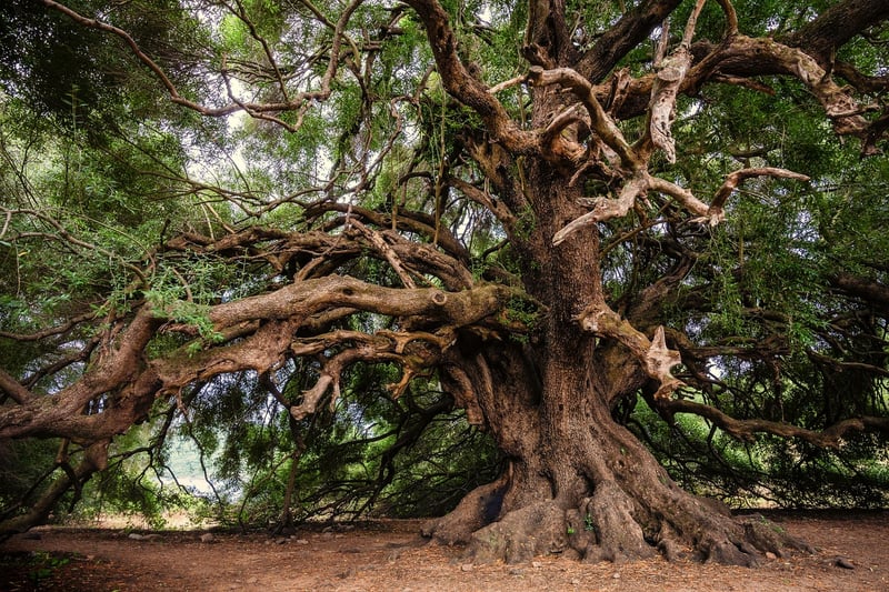 Enigmatic Dragon Tree