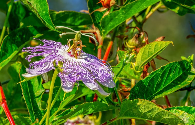 Mystical Moonflower