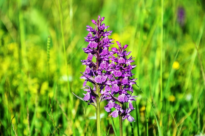 Enchanted Orchid