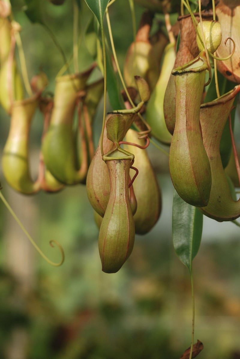 Pitcher Plant